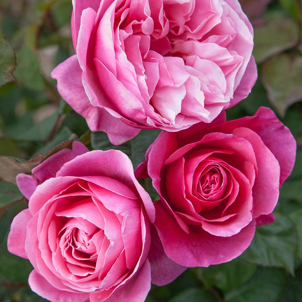 Amazon.com : Heirloom Hybrid Tea Roses, Live Own Root Plant, Dee